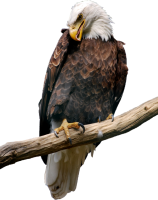 a bald eagle